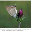 satyrium acaciae abdominalis shamkir x ovo female1